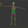 Medical Device Human Skeleton Model Showing Muscles And Internal Organs For Medical Education