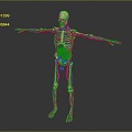 Skeleton Human Body Skeleton Human Body Organ Human Body Tissue Human Body Structure Human Anatomy 3d model