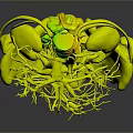 Detailed 3D Anatomical Visualization of Human Organs Hair and Vascular Skeletal Systems