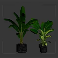 Green Potted Plants With Metal Stand And Different Leaves In Gray Planters On Dark Background