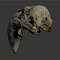 Bird Animal Skull With Long Beak Light Color On Dark Background With Reflection