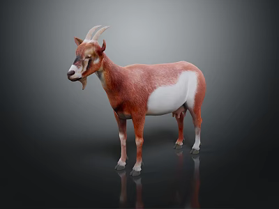 Brown and White Goat Standing with Horns on Dark Background with Reflection 3d model