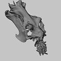 Detailed Animal Skull With Sharp Teeth And Bone Texture On Black Background
