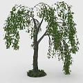 Healthy Weeping Willow Tree With Long Hanging Branches Green Leaves And Grass Around Trunk