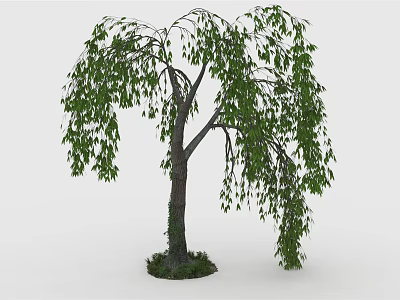Healthy Weeping Willow Tree With Long Hanging Branches Green Leaves And Grass Around Trunk 3d model