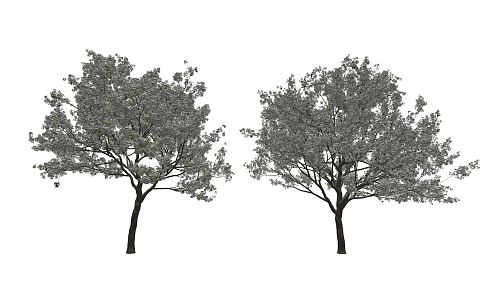 Modern Cherry Tree Landscape Tree 3d model