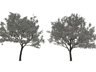 Modern Cherry Tree Landscape Tree 3d model