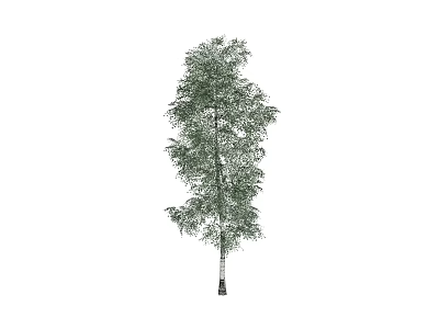 Tall Arbor With Green Foliage And White Trunk In Natural Landscape 3d model