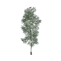 Tall Arbor With Green Foliage And White Trunk In Natural Landscape