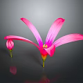 Vibrant Pink Flowers Featuring Blooming and Budding Blooms on Dark Background with Reflections