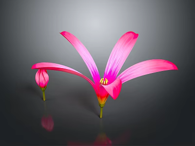 Vibrant Pink Flowers Featuring Blooming and Budding Blooms on Dark Background with Reflections 3d model