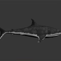 Isolated Detailed 3D Rendered Shark Model On Dark Background With Reflection