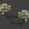 Two Ornamental Trees With White And Yellow Blossoms And Dark Twisted Trunks