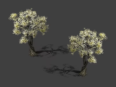 Two Ornamental Trees With White And Yellow Blossoms And Dark Twisted Trunks 3d model