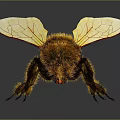 Detailed Fuzzy Bee With Transparent Wings Red Eyes And Reflection On Dark Background