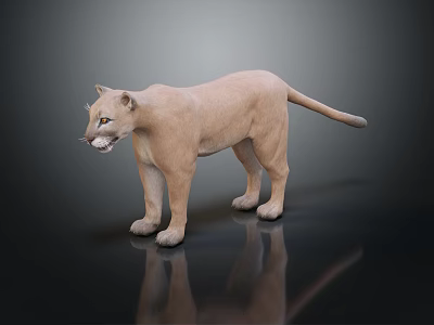 Realistic Light Brown Puma Standing On Dark Background With Surface Reflection 3d model