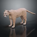 Realistic Light Brown Puma Standing On Dark Background With Surface Reflection 3d model