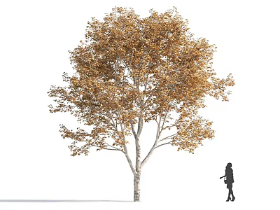 Tall Arbor With Golden Autumn Leaves White Trunk And Person Walking 3d model