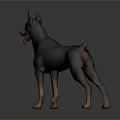 Black and Tan Doberman Standing with Tongue Out on Gray Background Shiny Floor