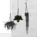 Stylish Hanging Basket Plants With Lush Green Foliage Against White Wall Background