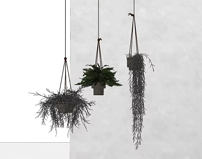 Stylish Hanging Basket Plants With Lush Green Foliage Against White Wall Background 3d model