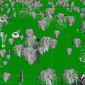 Beautiful White Fluffy Flowers Blooming In Green Grass With Colorful Small Flowers In Natural Meadow