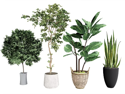 Bonsai Potted Plants With Various Green Foliage In Ceramic And Woven Planters 3d model