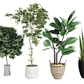 Bonsai Potted Plants With Various Green Foliage In Ceramic And Woven Planters