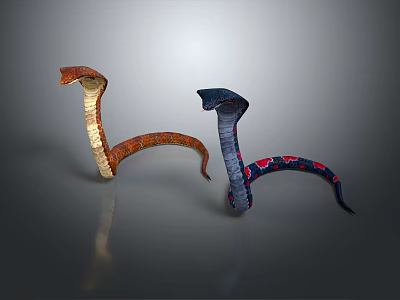 Two Colorful Snakes Orange Brown Blue Red Patterned Bodies Raised Heads on Gray Background 3d model