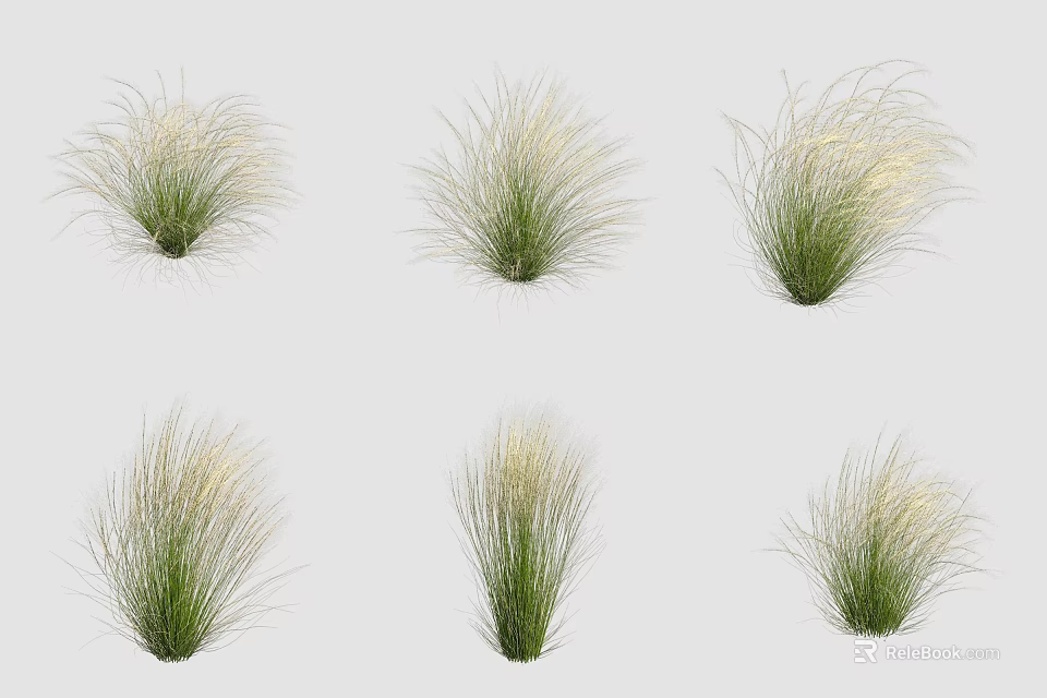 Ornamental Grasses With Green Feathery Foliage And Different Clumping Varieties For Garden Landscaping 3d model 