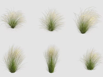 Ornamental Grasses With Green Feathery Foliage And Different Clumping Varieties For Garden Landscaping 3d model