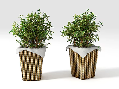 Bonsai Potted Plants in Woven Rattan Pots with White Edge Trim and Lush Green Leaves 3d model