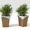 Bonsai Potted Plants in Woven Rattan Pots with White Edge Trim and Lush Green Leaves