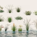 Different Kinds of Green Shrubs Thriving by Clear Water Surface with Lush Foliage