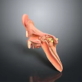 3D Human Ear Anatomical Structure Model With Detailed Internal Parts And Design