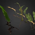 Lush Natural Fern Plant With Green And Brown Leaves And Exposed Roots