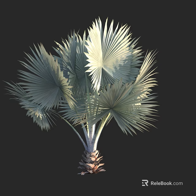 Palm Tree With Large Fan Shaped Green Leaves And Brown Trunk Isolated On Black Background 3d model 