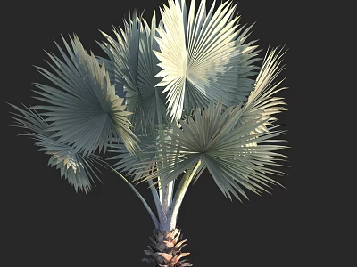 Palm Tree With Large Fan Shaped Green Leaves And Brown Trunk Isolated On Black Background 3d model