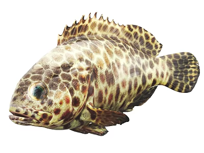 Spotted Brown And White Grouper Marine Aquatic Animal With Unique Pattern 3d model