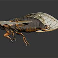 Close Up View Of Cicada With Yellow Transparent Wings And Black Body