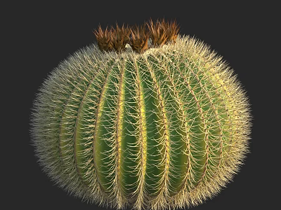 Round Green Spiky Cactus Bonsai Potted Plant With Brown Top Succulent Decor 3d model