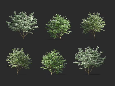 Six Different Arbor Trees With Lush Green Foliage And Distinctive Crowns 3d model