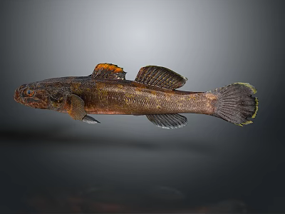 3D Rendered Fish with Brown Body Orange Dorsal Fin and Black Eyes 3d model