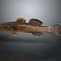 3D Rendered Fish with Brown Body Orange Dorsal Fin and Black Eyes