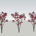 Three Red Leaf Arbor Trees With Vibrant Red Foliage And Long Shadows