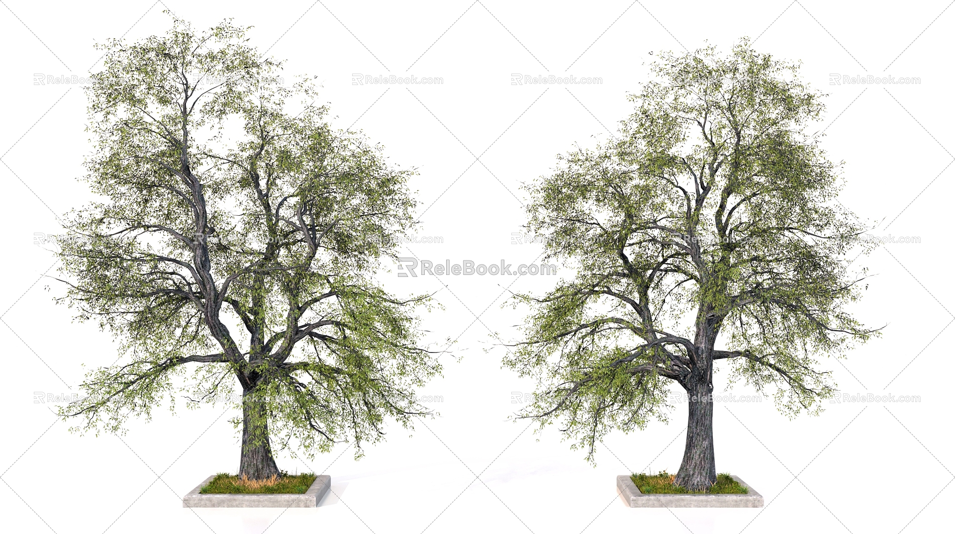 Trees Old Trees Big Trees 3d model