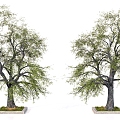 Trees Old Trees Big Trees 3d model