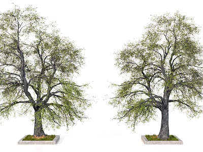 Two Tall Arbor Trees With Thick Trunks And Weeping Green Leaves On Concrete Bases 3d model