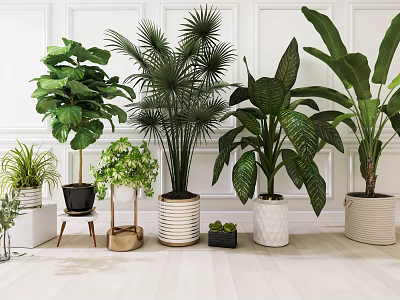 Various Types of Indoor Potted Plants With Different Stylish Planters For Interior Decoration 3d model