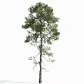 Tall Pine Tree With Straight Trunk And Green Foliage Isolated On White Background
